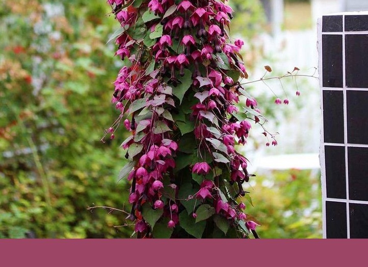 🔥ТОП-10 растений, которые украсят огород и помогут повысить урожай в 2 раза!