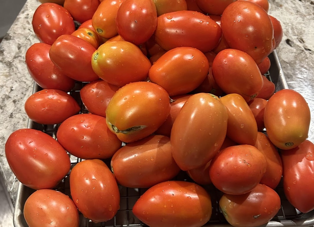 Начни обрабатывать томаты в середине июня и будешь собирать урожай ВЕДРАМИ!