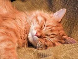 Tõlgendamine: miks sa unistad surnud kassist?